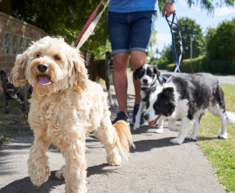 Embracing Biodegradable Poop Bags: 7 Reasons to Switch