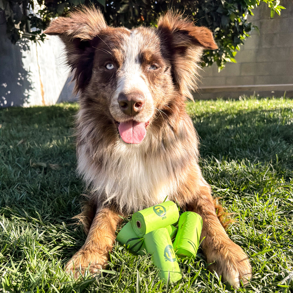100% Compostable Dog Poop Bags - Lime (3 Rolls)